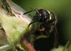 Ancistrocerus trifasciatus trifasciatus